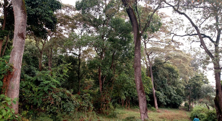 Village Walking & Coffee Tour, Tanzania