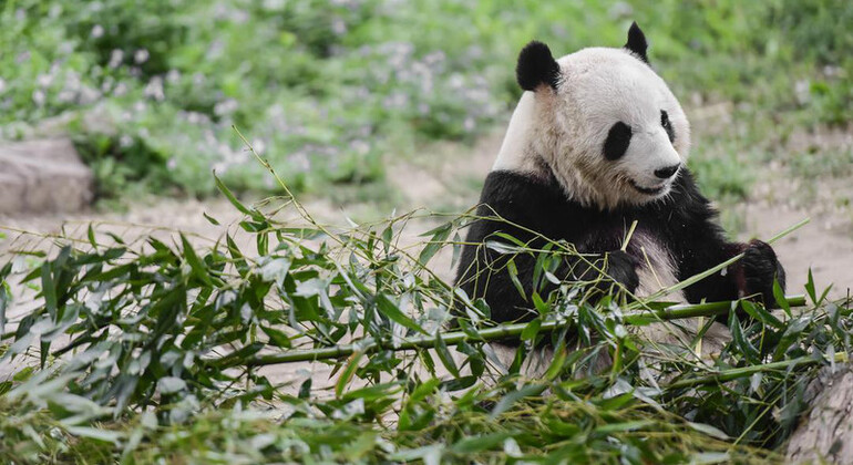 Beijing: Zoo Admission Ticket