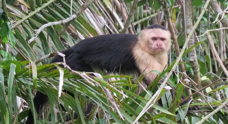 Nature Walk through Soberania National Park Provided by Ayerin De Los Rios