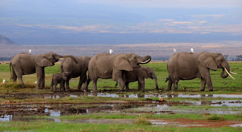 Découvrir la faune et la flore d'Amboseli Safari Fournie par African-Breeze-Safaris