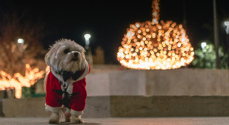 Visite gratuite de Noël à Palma de Majorque Fournie par Arkeo Tour