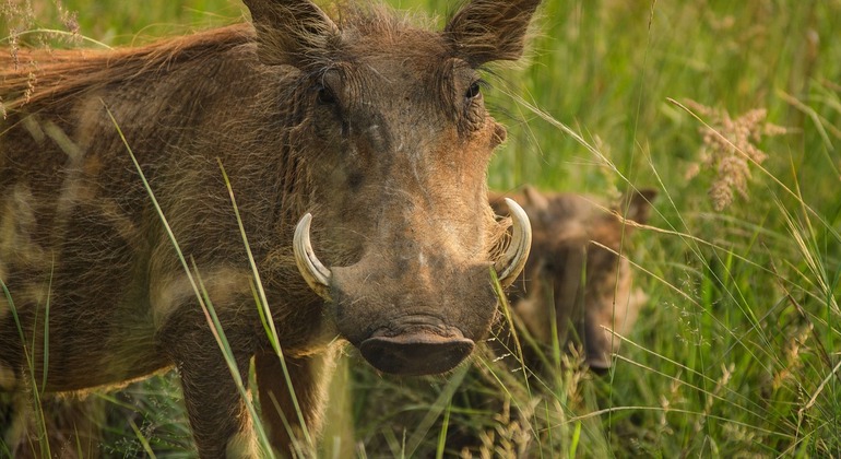 Unforgettable Safari to Ngorongoro Crater Adventure