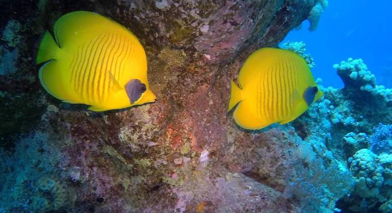 boat-trip-to-ras-mohamed-white-island-en-1