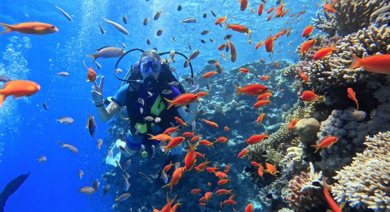 boat-trip-to-ras-mohamed-white-island-es-3