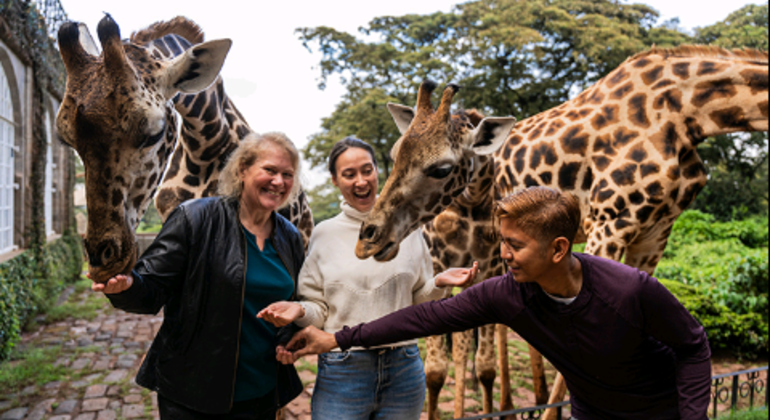 Giraffe Haven: Nairobi's Wildlife Highlights Free Tour Provided by Joel wainaina 