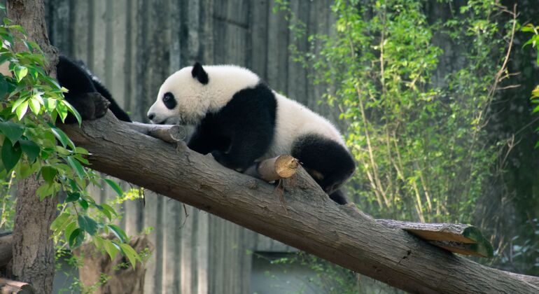 Private Dujiangyan Panda Volunteer Program Day Tour