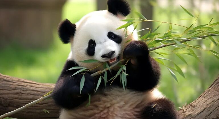 private-dujiangyan-panda-volunteer-program-day-tour-en-1