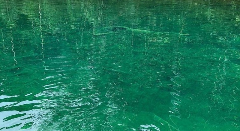 Manaus : Excursion d'une journée aux chutes d'eau de l'Amazone, Brazil