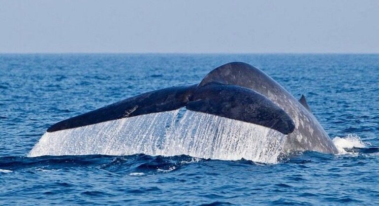 Avistamiento de Ballenas y Delfines en Mirissa