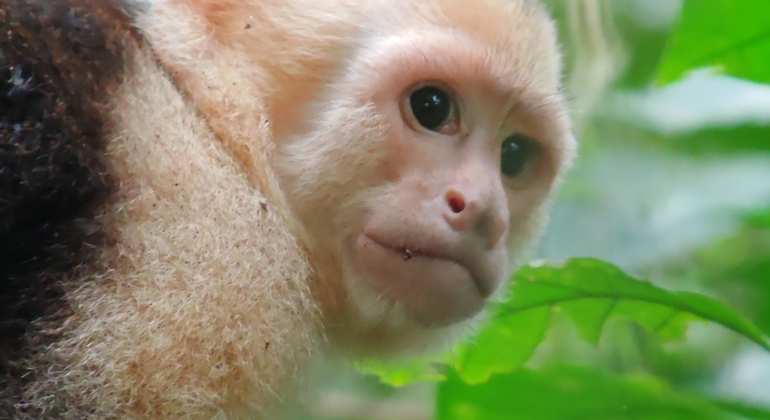 Free Tour al Parque Nacional Manuel Antonio