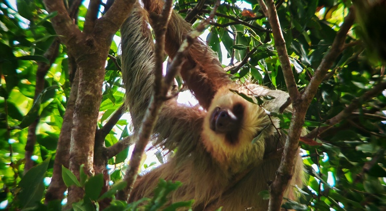 manuel-antonio-national-park-free-tour-es-1