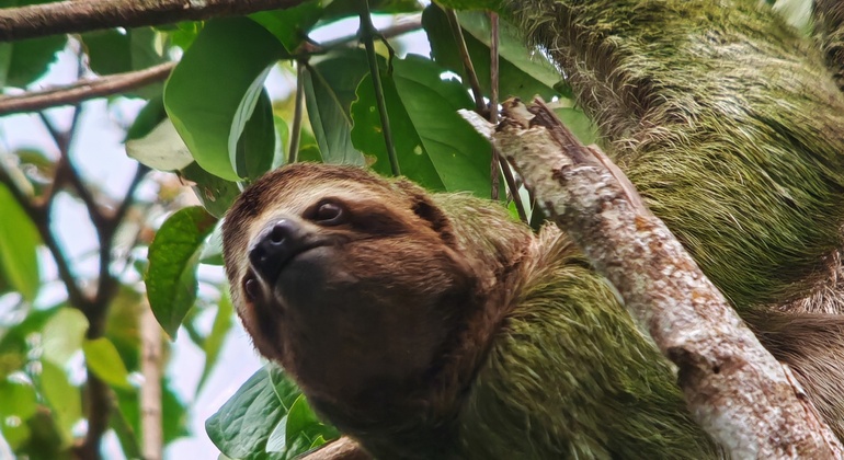 manuel-antonio-national-park-free-tour-es-2