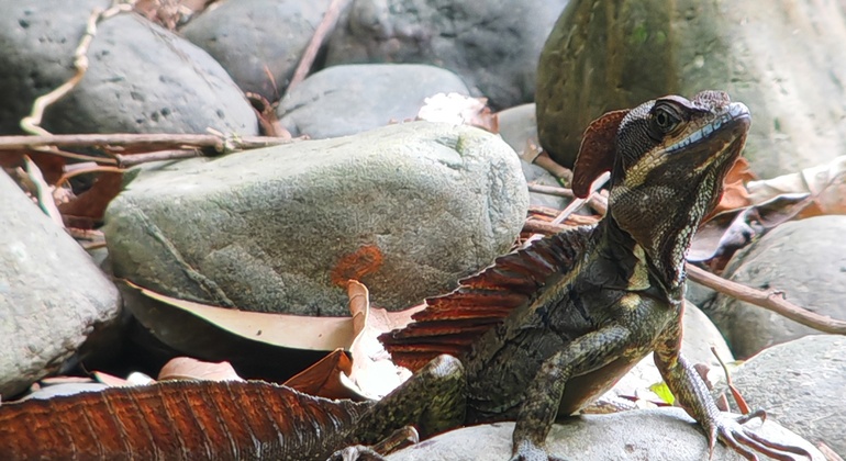 manuel-antonio-national-park-free-tour-es-3