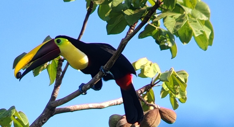 manuel-antonio-national-park-free-tour-es-5