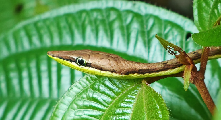 manuel-antonio-national-park-free-tour-es-6