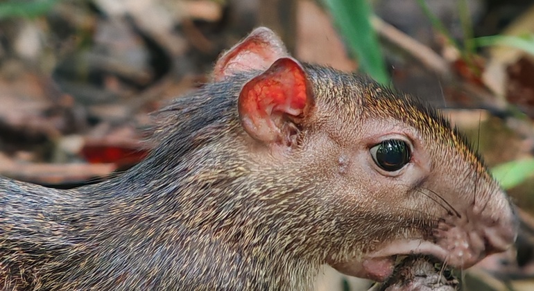 manuel-antonio-national-park-free-tour-es-7