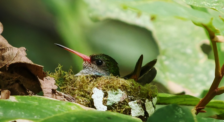 manuel-antonio-national-park-free-tour-es-8