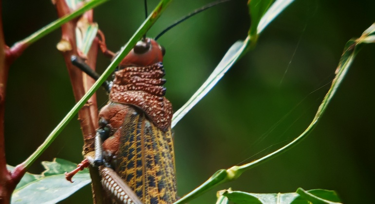 manuel-antonio-national-park-free-tour-es-10