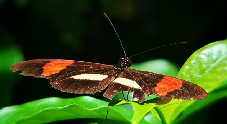 manuel-antonio-national-park-free-tour-es-12