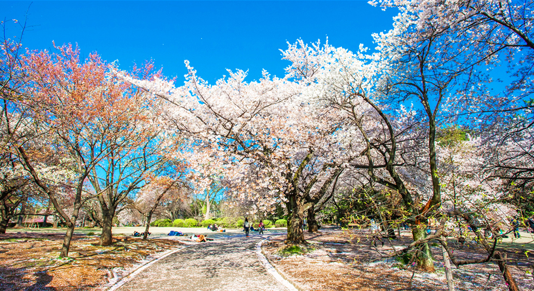 Springtime Cherry Blossom Day Tour in Tokyo