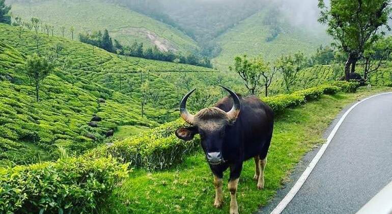 munnar-private-one-day-tour-from-kochi-es-2