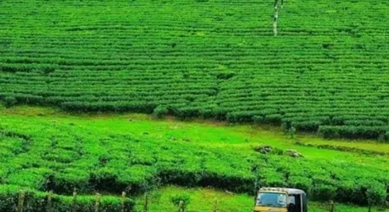 munnar-private-one-day-tour-from-kochi-es-7