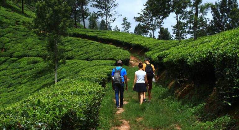 munnar-private-one-day-tour-from-kochi-es-8