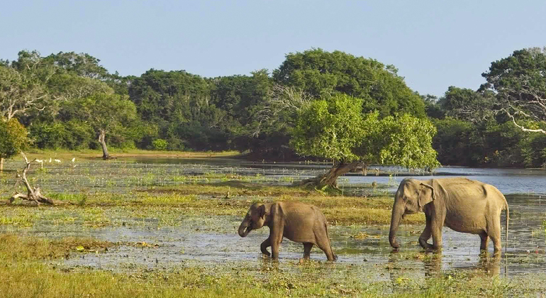 Safari Privado en el Parque Nacional de Hurulu o Minneriya