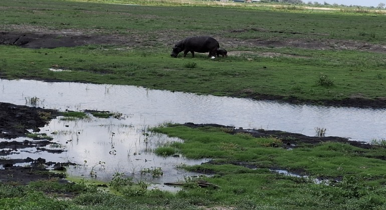 Tour al Parque Chobe desde las Catáratas Victoria