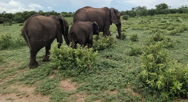 tour-al-parque-chobe-desde-las-cataratas-victoria-en-2