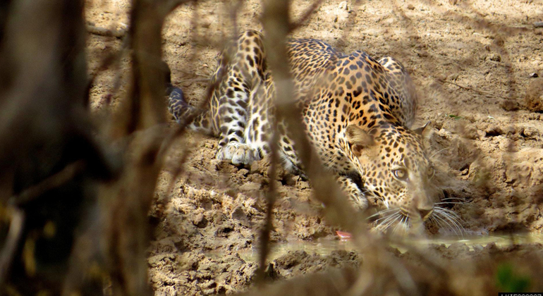 Safari privado de 10 horas por el Parque Nacional de Yala