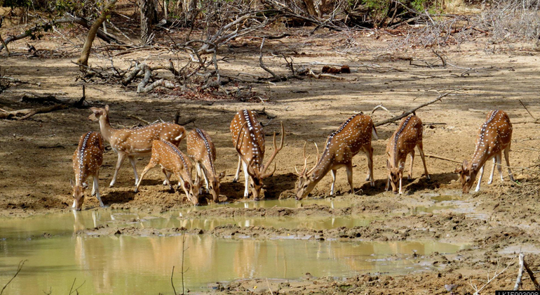 full-day-yala-national-park-safari-en-4