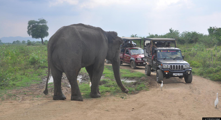 Safari de Medio Día en el Parque Nacional Udawalawe