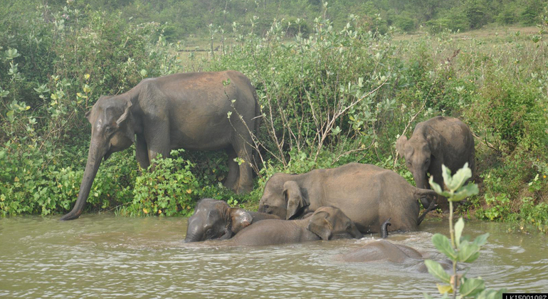 half-day-udawalawe-national-park-safari-es-1