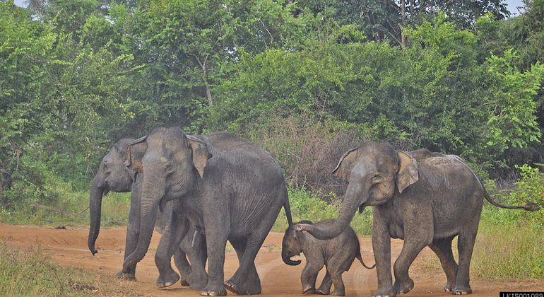 half-day-udawalawe-national-park-safari-es-3