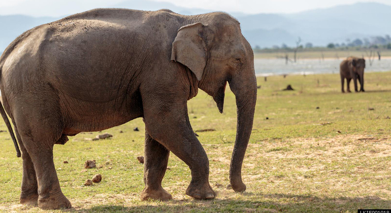 half-day-udawalawe-national-park-safari-es-5