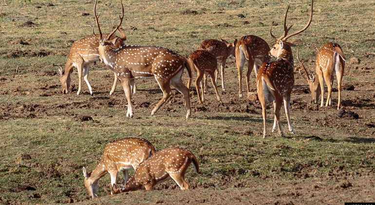 half-day-udawalawe-national-park-safari-es-6