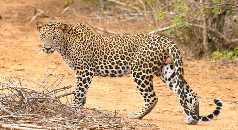 Safari dans le parc national de Yala au Sri Lanka, Sri Lanka