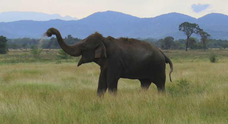 Safari de un Día Completo en el Parque Nacional Wasgamuwa