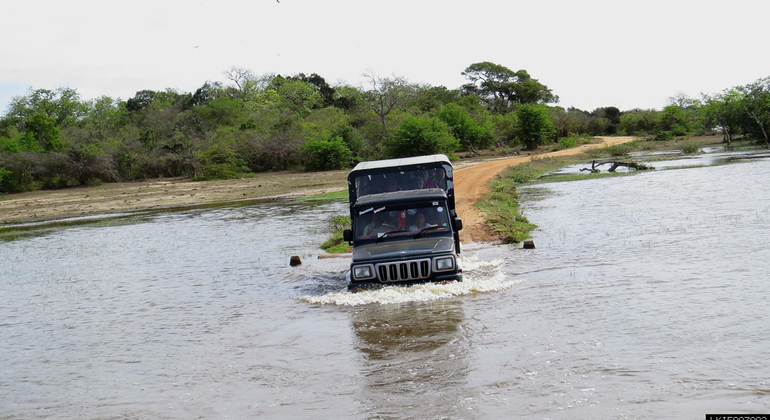 Safari por el Parque Nacional de Yala desde Weligama