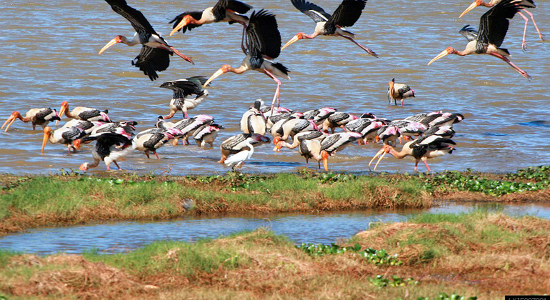 Safari al Parque Nacional Kumana de Medio Día