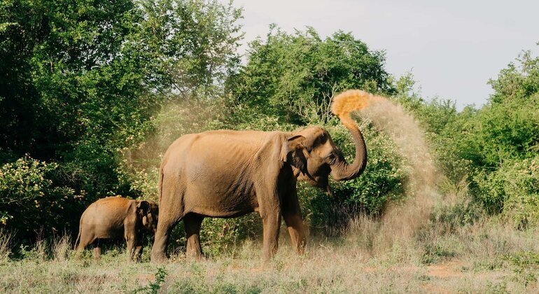 Safari privado en el Parque Nacional de Udawalawe