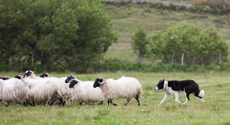 Glendalough, Wicklow and Kilkenny Tour from Dublin