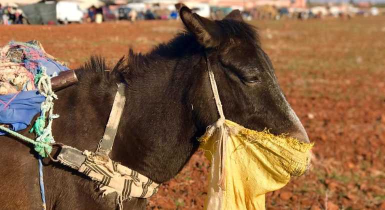 day-trip-to-the-atlas-mountain-camel-ride-en-4