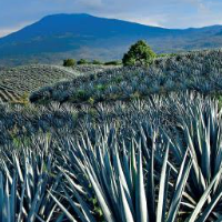 Tequila Tour — Guida di Scoprire Guadalajara in due giorni, Messico