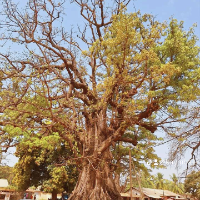 Aliou  — Guía del Descuba las Islas de Casamance, Senegal